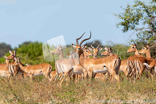 Image of herd of impala antelope in Chobe, Botswana