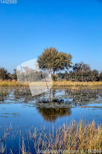 Image of typical African landscape, Bwabwata, Namibia