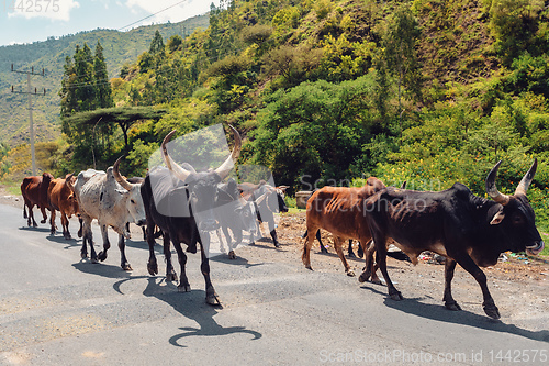 Image of Ethiopian cattle on the road, Amhara, Ethiopia