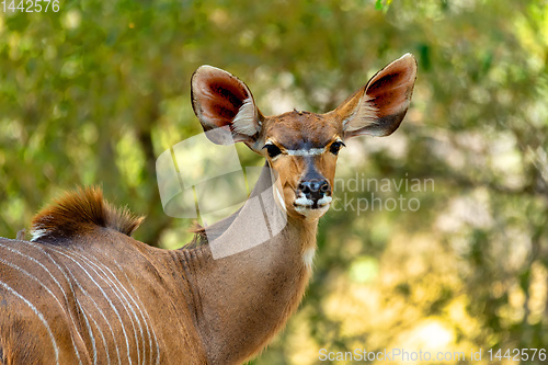 Image of antelope female Kudu, Bwabwata, Namibia Africa
