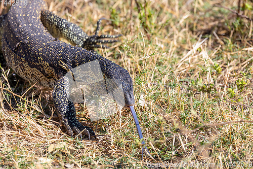 Image of Monitor Lizard in Chobe, Botswana Africa wildlife