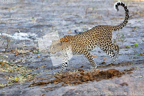 Image of frican leopard Chobe Botswana, Africa wildlife