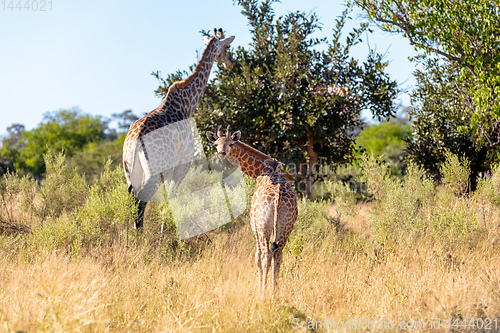 Image of adult female giraffe with calf, Namibia Africa