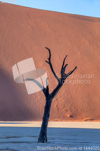 Image of dry acacia tree in dead in Sossusvlei, Namibia
