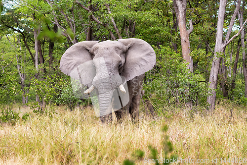 Image of African Elephant in Moremi, Botswana safari wildlife