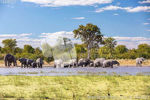 Image of African Elephant on waterhole, Africa safari wildlife