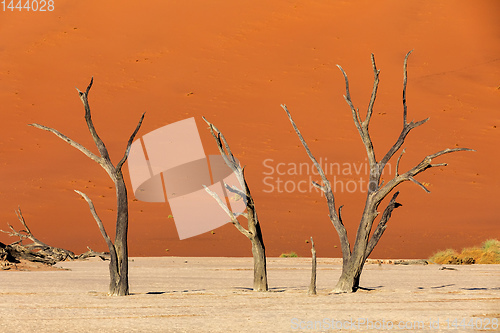 Image of dry acacia tree in dead in Sossusvlei, Namibia