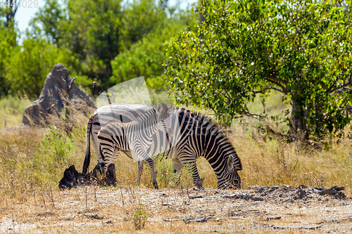 Image of Zebra calf in bush, Botsvana Africa wildlife