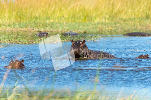 Image of Hippopotamus Botswana Africa Safari Wildlife