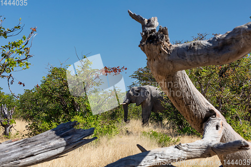 Image of African Elephant in Chobe, Botswana safari wildlife