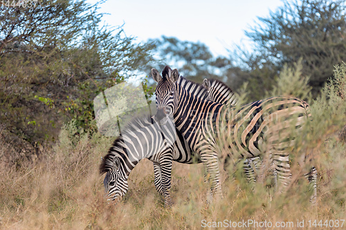 Image of Zebra in bush, Namibia Africa wildlife