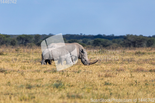 Image of baby of white rhinoceros Botswana, Africa