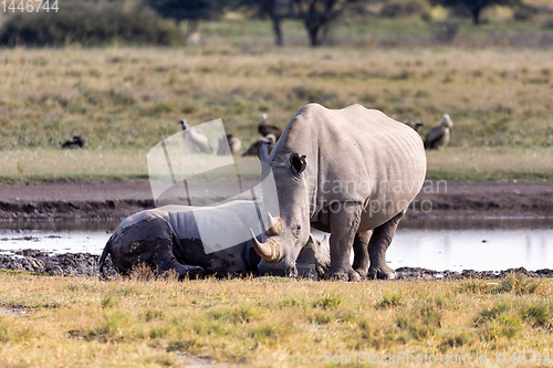 Image of baby of white rhinoceros Botswana, Africa