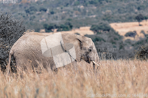 Image of African Elephant in Pilanesberg South Africa wildlife safari.