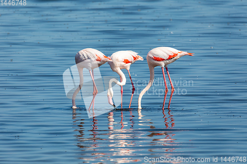 Image of Rosy Flamingo colony in Walvis Bay Namibia