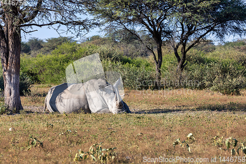 Image of male of white rhinoceros Botswana, Africa