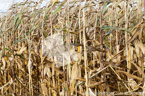 Image of agricultural field with corn