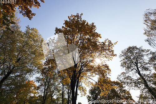 Image of Maple Park in autumn