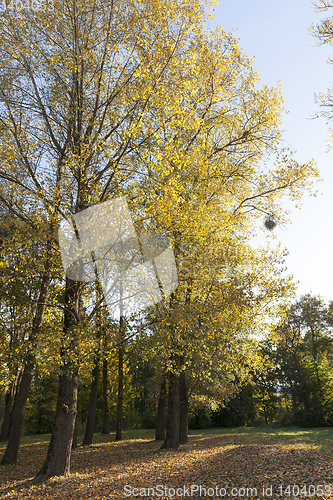 Image of Yellow foliage, autumn