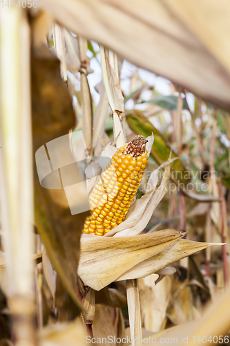 Image of Mature corn