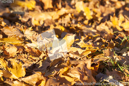 Image of Maple Park in autumn