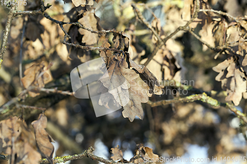 Image of Dry oak leaves