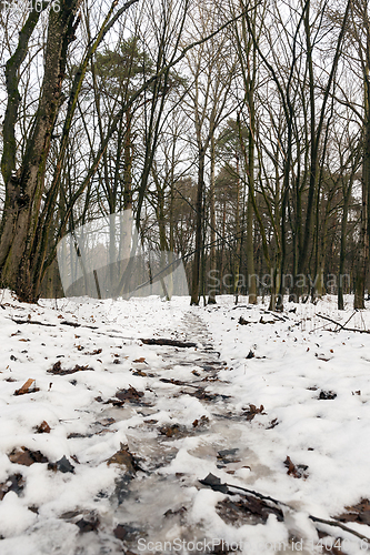 Image of tree in the snow