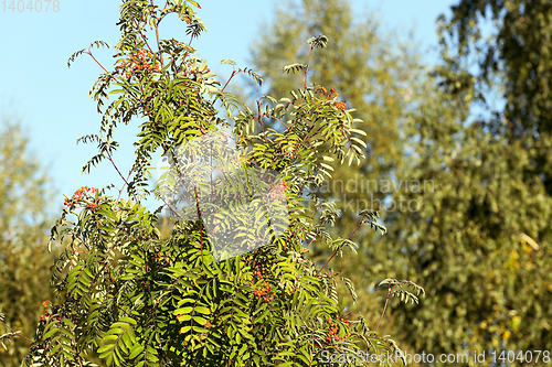 Image of red mountain ash in the autumn