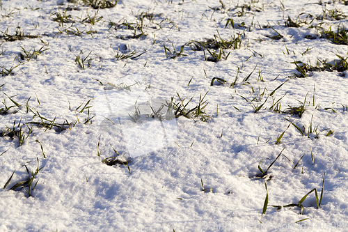 Image of Photo snow, close-up