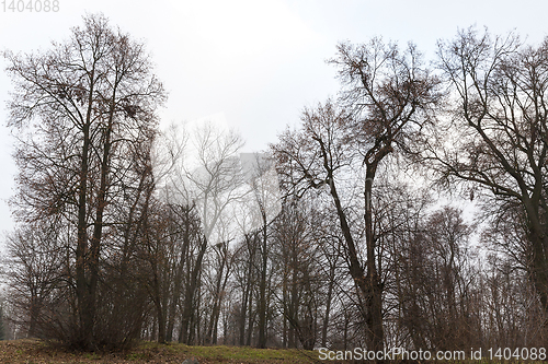 Image of bare trunks of trees in the park