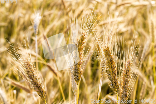 Image of field food