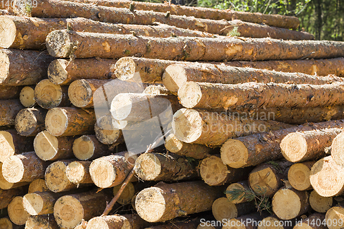 Image of sawed and piled large logs