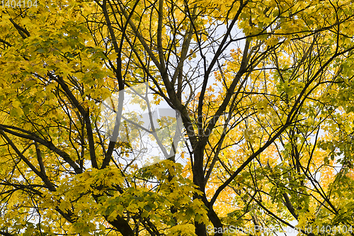 Image of yellow and other foliage