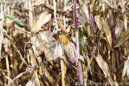 Image of Ripe yellow corn