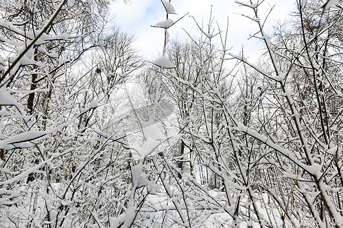 Image of trees in winter forest