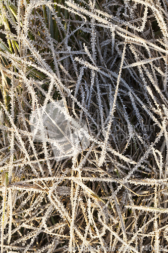 Image of Grass in the frost, close-up