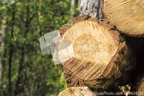 Image of sawed and piled large logs