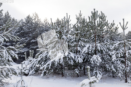 Image of Forest in winter