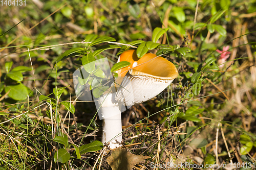 Image of wild mushrooms