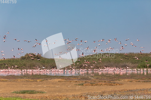 Image of Rosy Flamingo colony in Walvis Bay Namibia