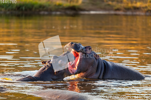 Image of fighting young male hippopotamus Hippopotamus