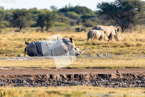 Image of male of white rhinoceros Botswana, Africa