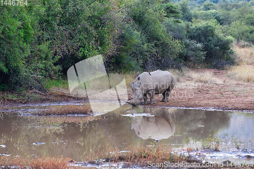 Image of White rhinoceros Pilanesberg, South Africa safari wildlife