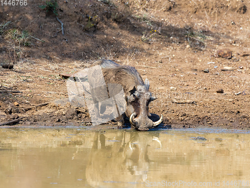 Image of African pig Warthog in South Africa safari