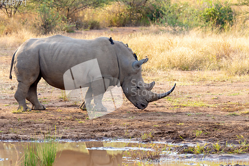 Image of White rhinoceros Pilanesberg, South Africa safari wildlife