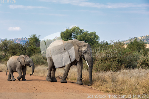 Image of Elephant with baby in South Africa wildlife safari.