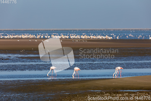 Image of Rosy Flamingo colony in Walvis Bay Namibia