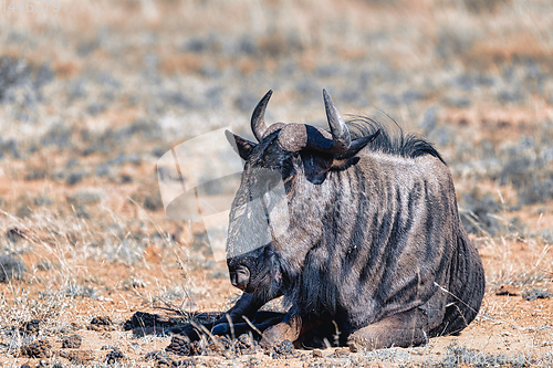 Image of Blue Wildebeest Gnu, Pilanesberg Africa wildlife safari