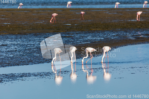 Image of Rosy Flamingo colony in Walvis Bay Namibia