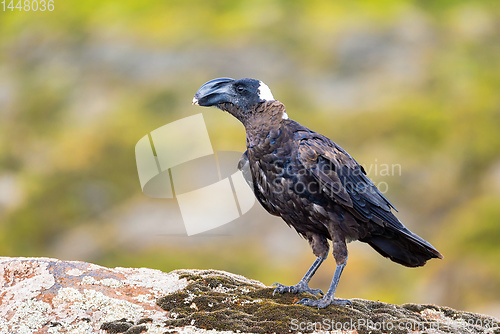 Image of bird Thick-billed raven, Ethiopia wildlife